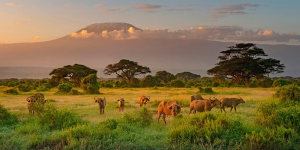 Parc National du Mont Kenya
