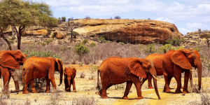 Parc national de Tsavo Est