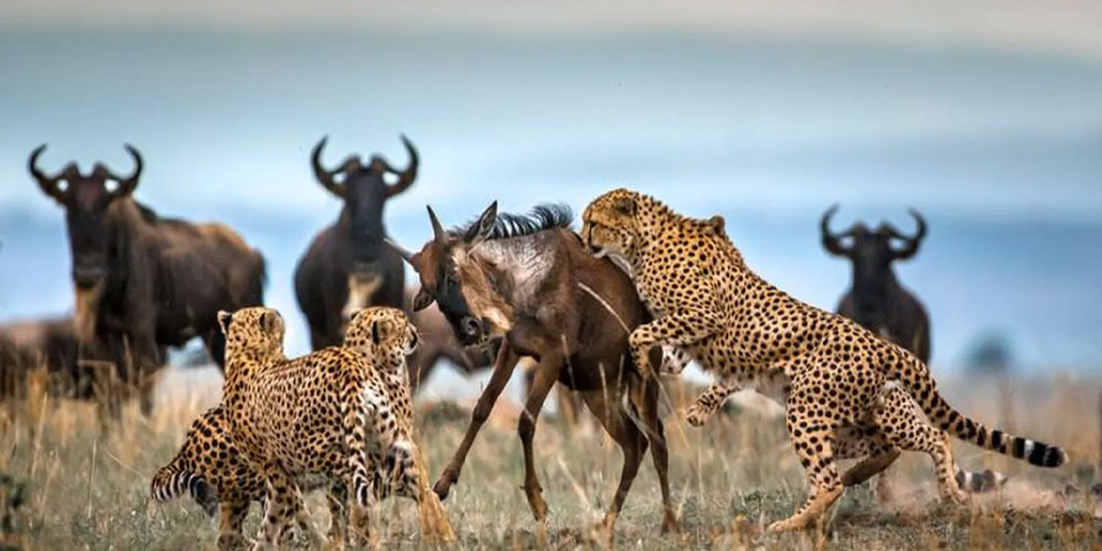 Pourquoi choisir un safari au Maasai Mara en 2025–2026