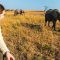 Pourquoi le Kenya est la destination safari numéro un en Afrique