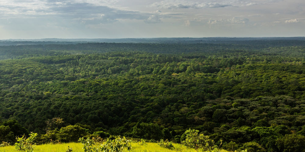 Réserve Forestière de Kakamega