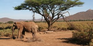 Réserve Nationale de Samburu : Espèces Rares et Culture Authentique