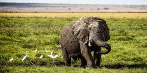 Safari au Kenya : Luxe vs Budget – Quel est le mieux pour vous ?