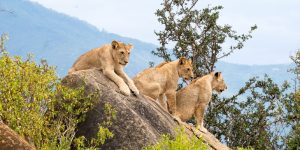 Safaris Big Five au Kenya : Où les observer