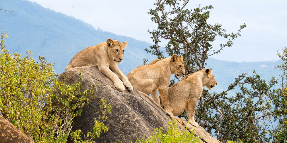 Safaris Big Five au Kenya : Où les observer