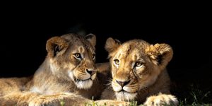 Safaris au Kenya en juin-juillet : à quoi s’attendre