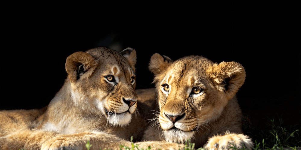 Safaris au Kenya en juin-juillet : à quoi s’attendre