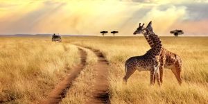 Safaris en septembre–octobre
