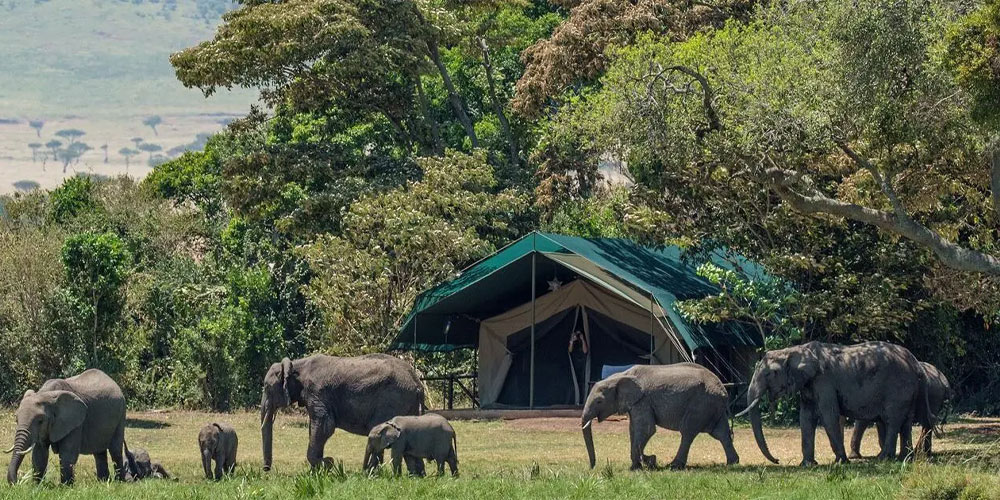 Safaris au Kenya pendant la saison verte : avantages et inconvénients