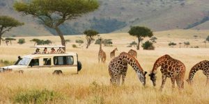 Safaris au Kenya pour les Seniors : Options Confortables