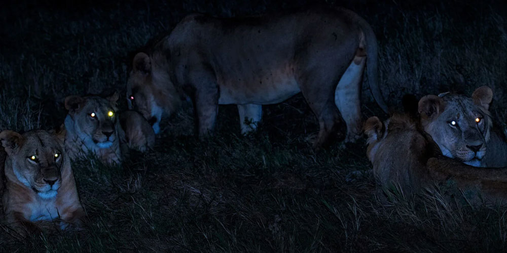 Safaris de nuit au Kenya : ce que vous allez voir