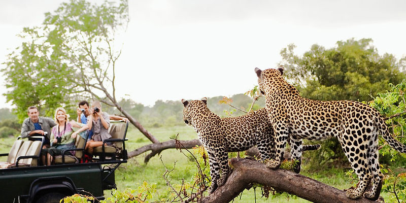 Safaris privés vs safaris en groupe au Kenya : avantages et inconvénients