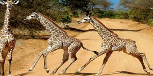 Tsavo Est vs Tsavo Ouest : Quel Safari Choisir ?