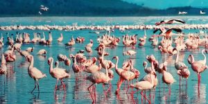 Visiter le Lac Nakuru : Flamants roses et bien plus encore