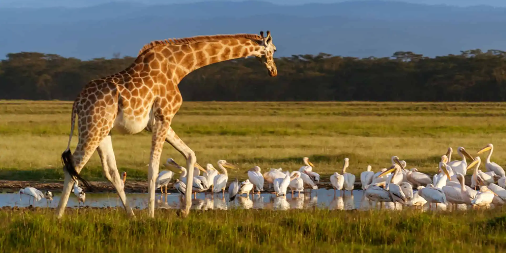 le parc national du lac nakuru