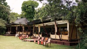 Fig Tree Mara Camp