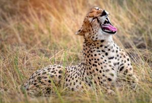 Le Parc National de Tsavo Est