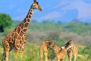 Parc National de Meru, centre du Kenya