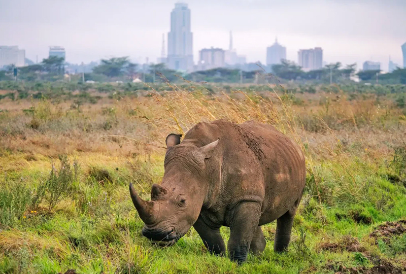 Parc national de Nairobi