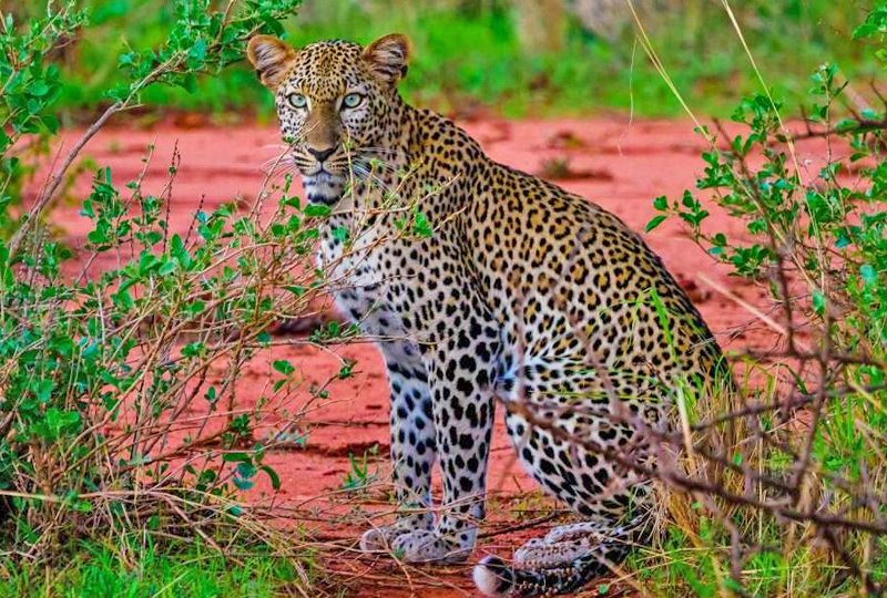 Parc national de Tsavo Ouest