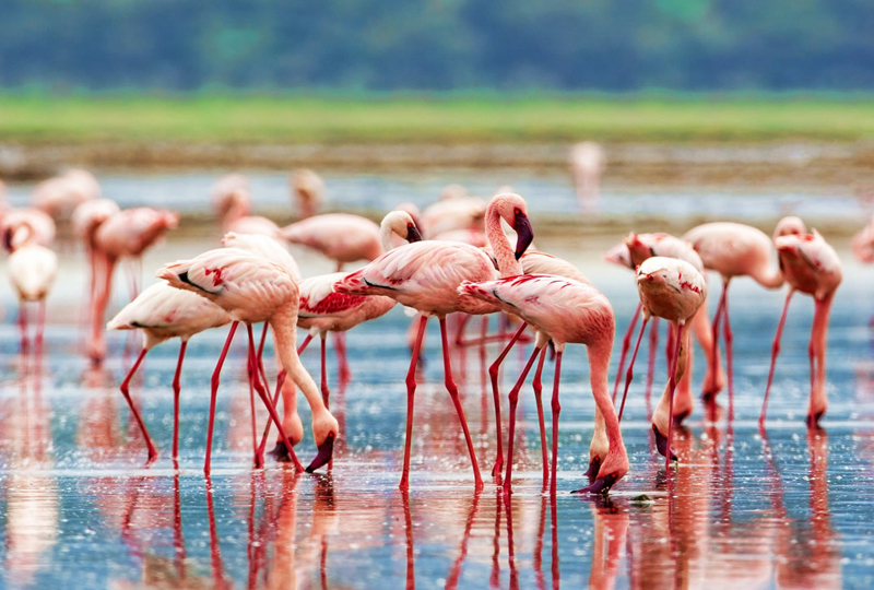 Select Parc National du Lac Nakuru<br />
Parc National du Lac Nakuru
