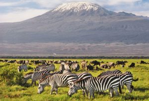 Parcnational d'Amboseli