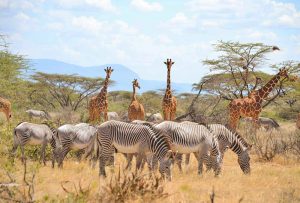 Réserve nationale de Samburu