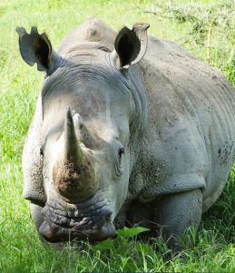 destination au Kenya