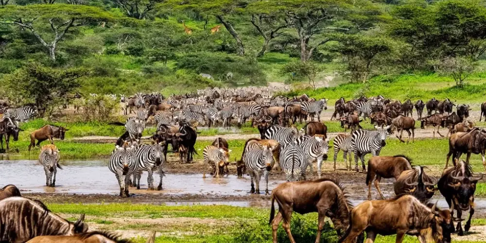 Assistez à la Grande Migration des Gnous au Kenya