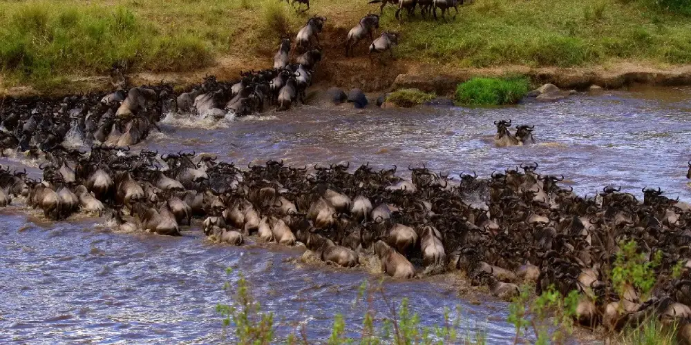 Meilleure Période pour Observer la Grande Migration dans le Masai Mara