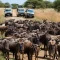 Safaris de la Grande Migration au Kenya : Ce qu’il Faut Savoir