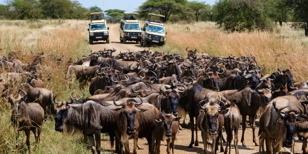 Safaris de la Grande Migration au Kenya : Ce qu’il Faut Savoir