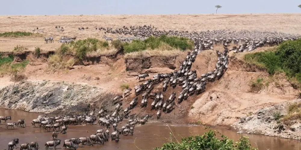 Où Séjourner Pendant la Grande Migration dans le Masai Mara