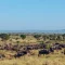 Kenya ou Tanzanie – Quel est le Meilleur Endroit pour Voir la Migration ?