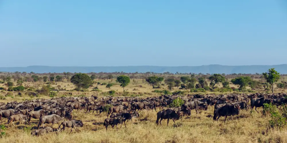 Kenya ou Tanzanie – Quel est le Meilleur Endroit pour Voir la Migration ?