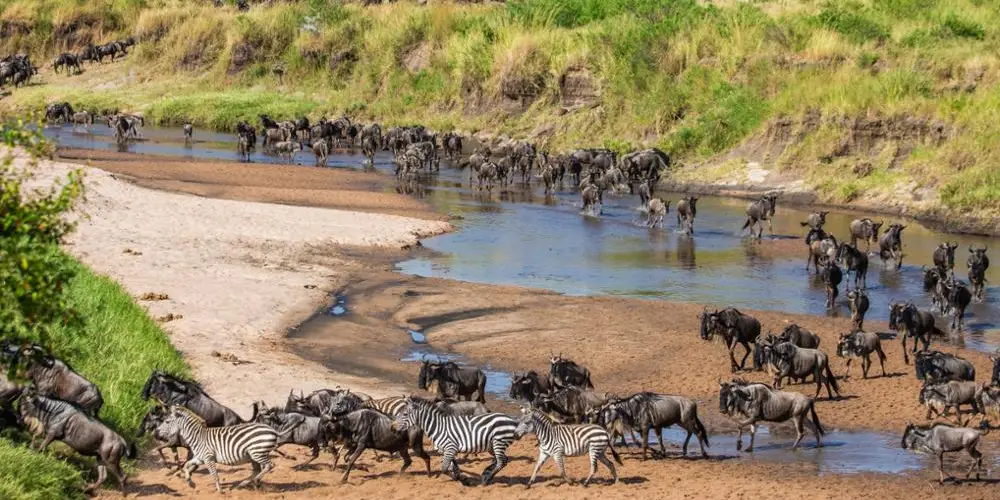 Pourquoi la Grande Migration au Kenya est une Expérience Inoubliable