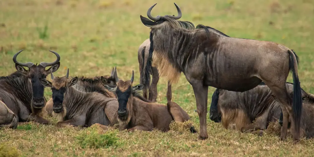 Guide Mois par Mois de la Grande Migration au Kenya