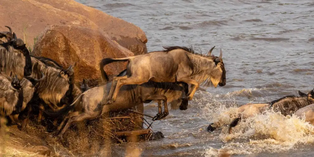 Coût d’un Safari de la Grande Migration dans le Masai Mara