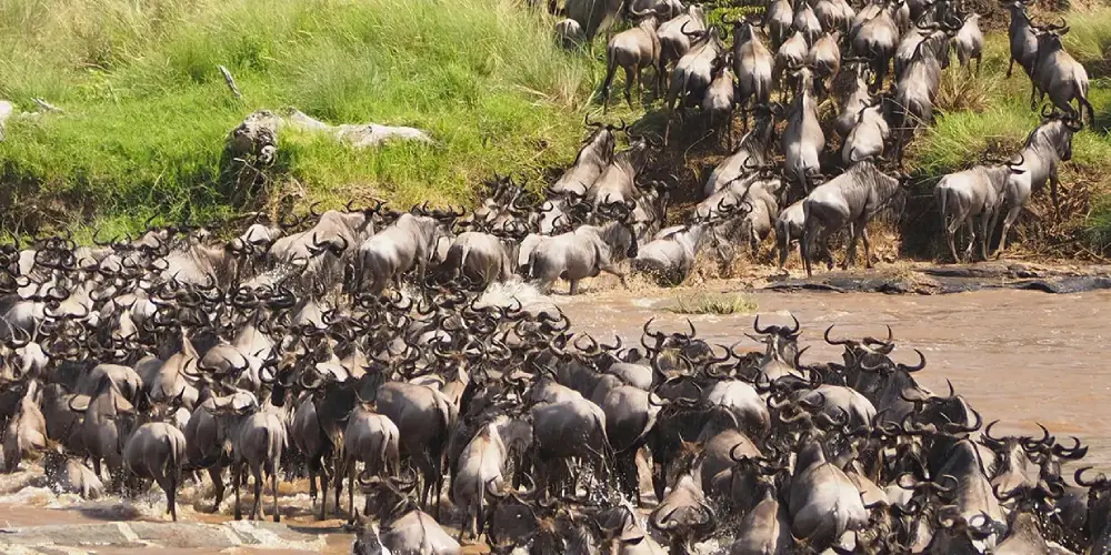 Que Faut-il Emporter pour un Safari de la Grande Migration au Kenya