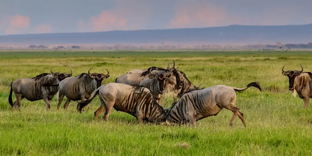 Combien de Jours Faut-il pour un Safari dans le Masai Mara ?