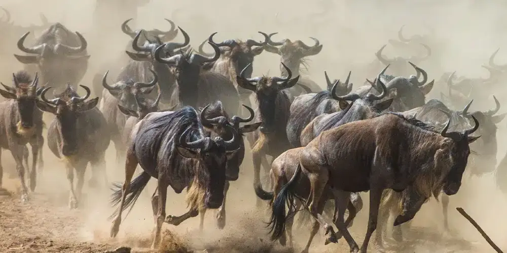 Safari de la Migration par la Route ou par les Airs