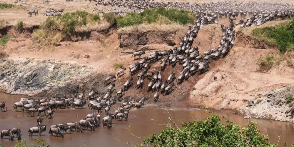 Que se Passe-t-il Pendant la Traversée de la Rivière Mara ?