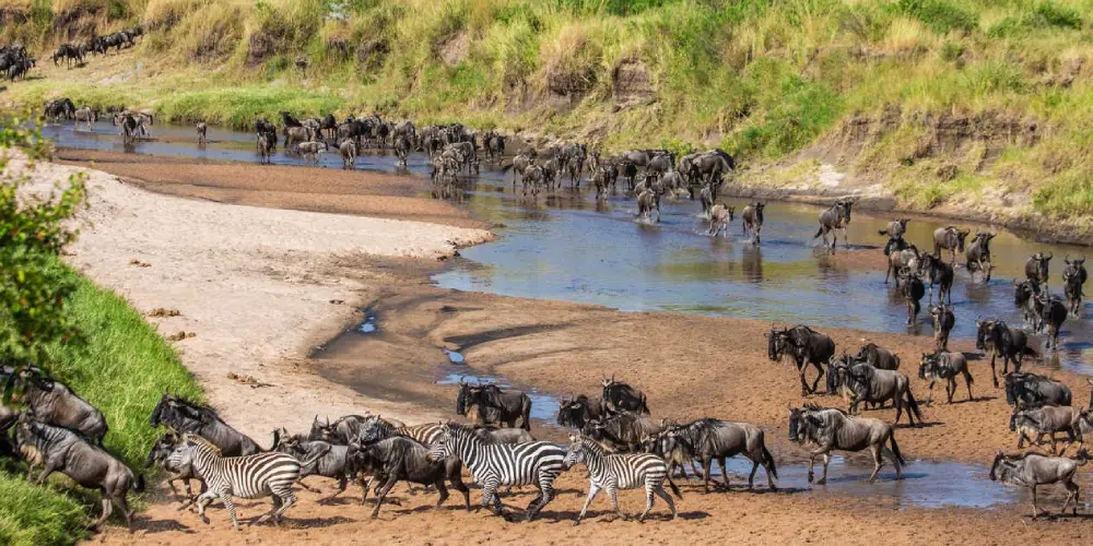 L’Émotion d’Observer les Prédateurs en Action lors de la Grande Migration