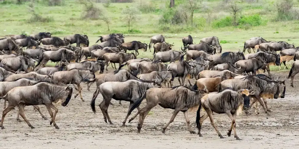 Pourquoi Réserver un Safari Guidé de la Grande Migration avec Chacal Safaris