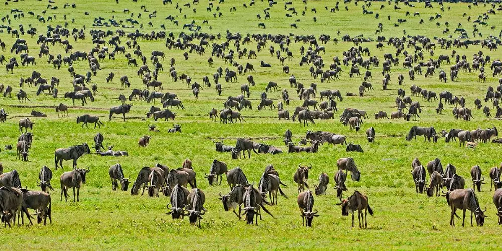 Conseils de Sécurité pour Votre Safari de la Migration au Kenya