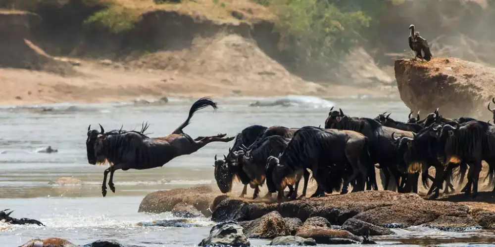 Comment Combiner la Grande Migration avec des Vacances Balnéaires au Kenya