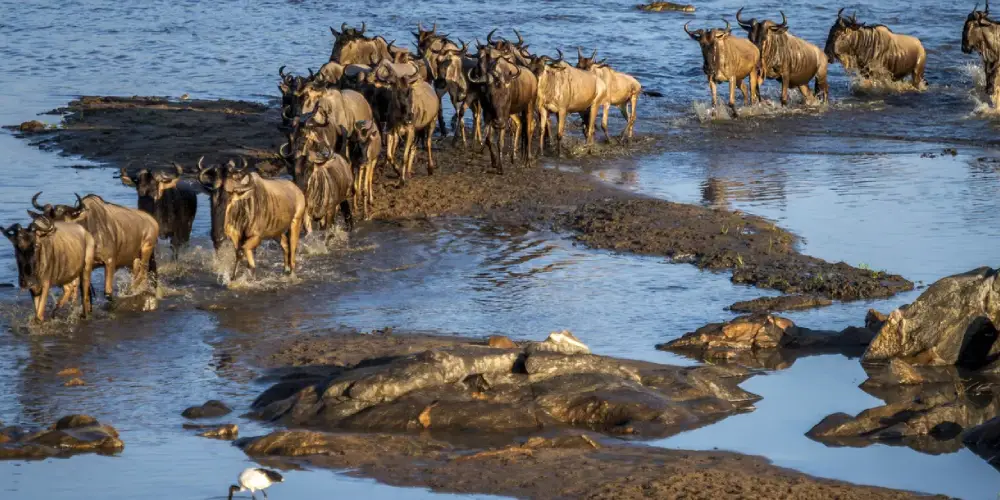 Quand les Gnous Traversent-ils la Rivière Mara ?