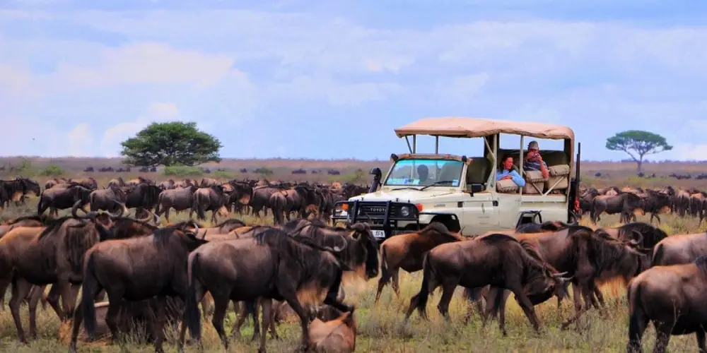 Lodges Familiaux dans le Masai Mara pour la Saison de la Migration